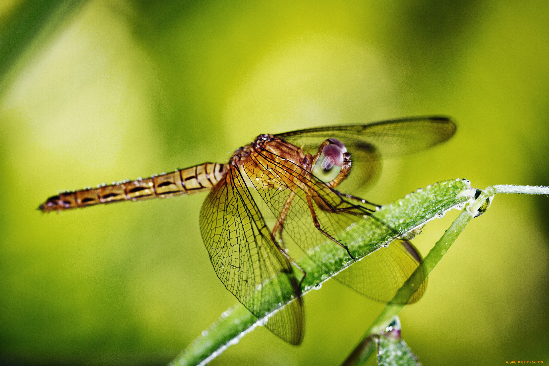 , , dragonfly, , , 